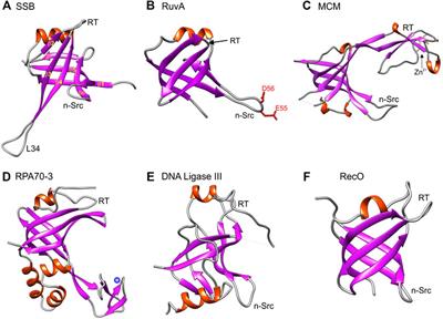 OB-fold Families of Genome Guardians: A Universal Theme Constructed From the Small β-barrel Building Block